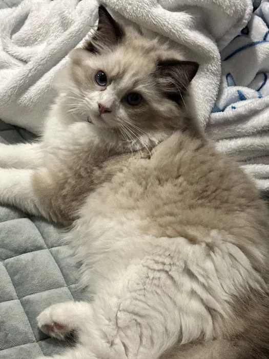 Katy Cattery Picture 6