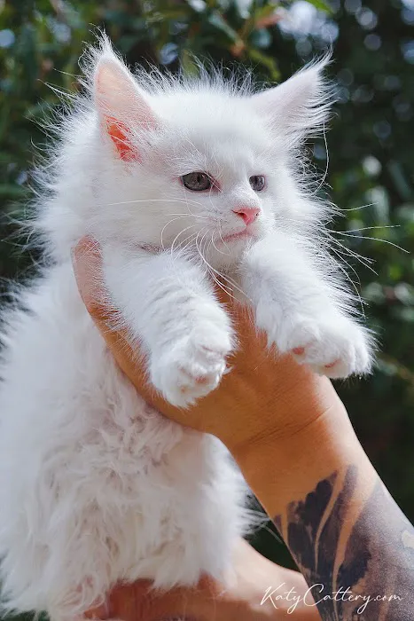 Katy Cattery Picture 7