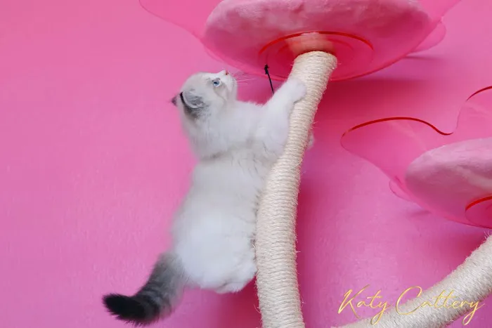 Katy Cattery Picture 8