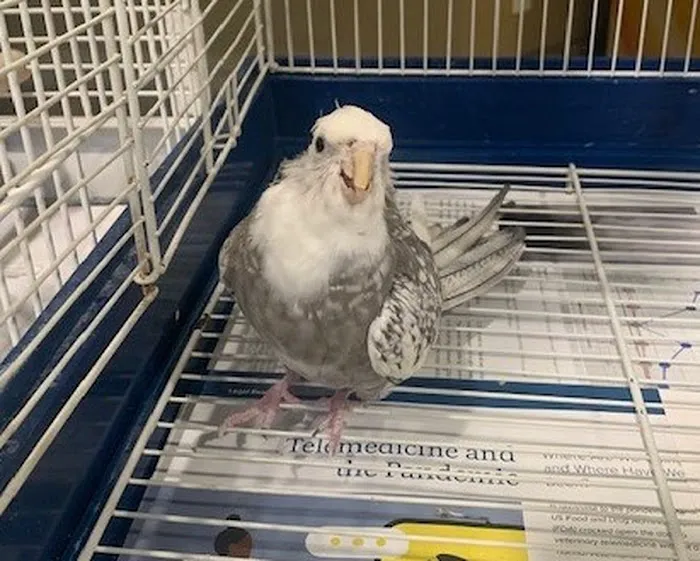 All Pets Animal Hospital Picture 3