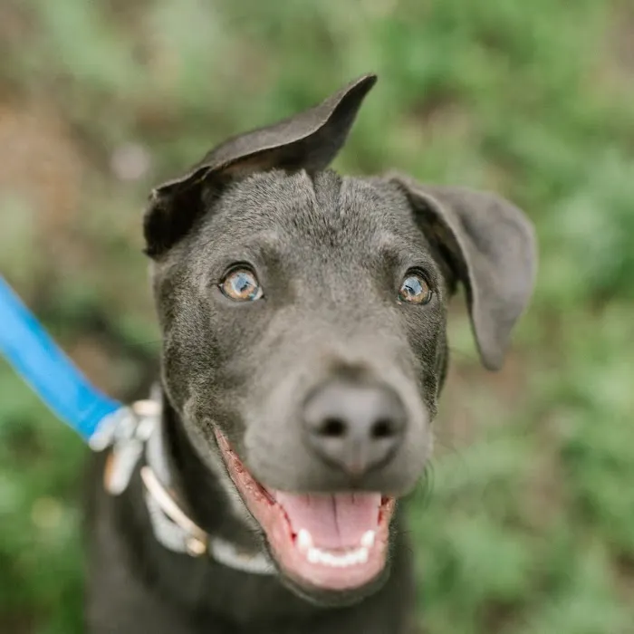 All Pets Animal Hospital Picture 5