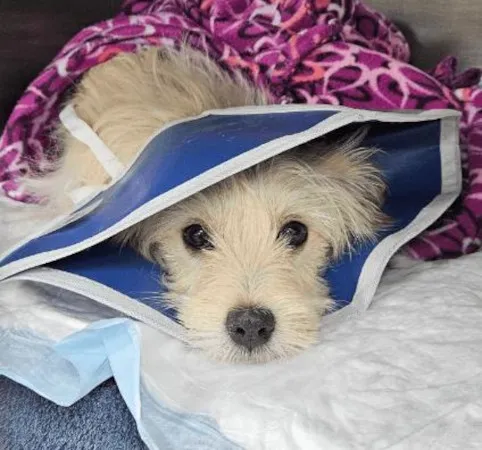 All Pets Animal Hospital Picture 6