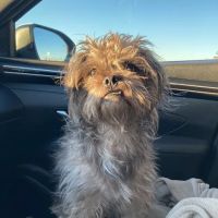 Old Town Animal Hospital ico