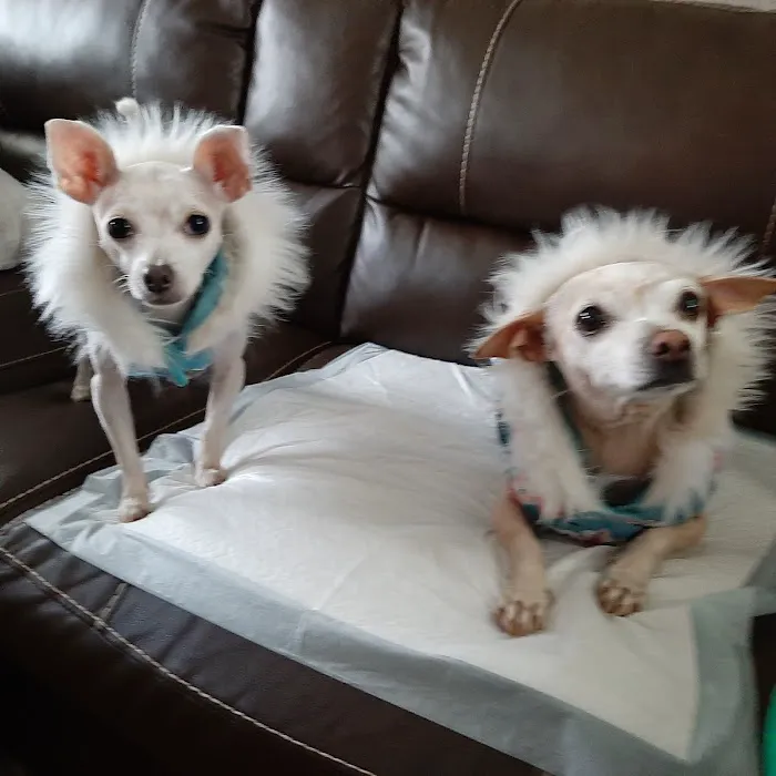 Old Town Animal Hospital Picture 9