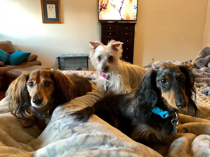 Old Town Animal Hospital Picture 10