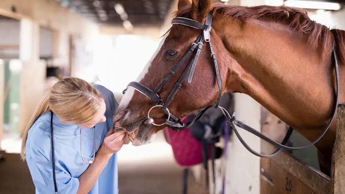 Brazos Valley Equine Hospitals - Outpatient Sports Medicine Picture 1