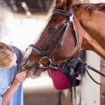 Brazos Valley Equine Hospitals - Outpatient Sports Medicine