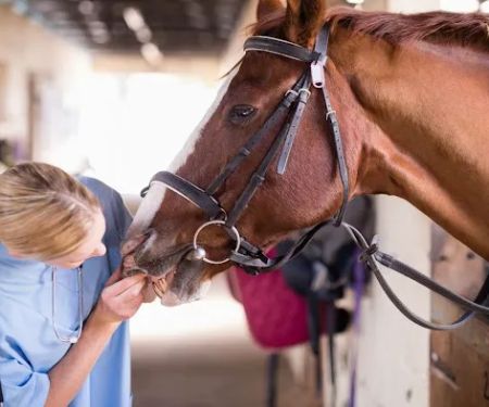 Brazos Valley Equine Hospitals - Outpatient Sports Medicine