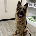 Rosehill Veterinary Clinic
