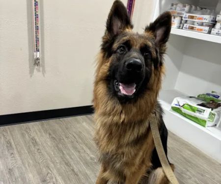 Rosehill Veterinary Clinic