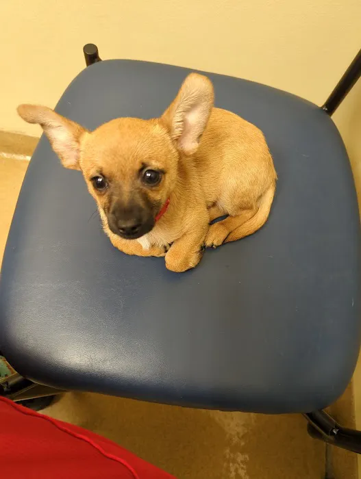 Pine Forest Animal Clinic Picture 4