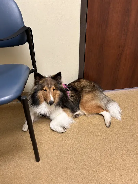 Pine Forest Animal Clinic Picture 10