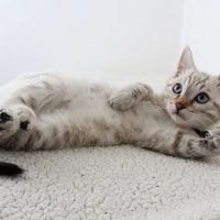 242 Animal Hospital ico