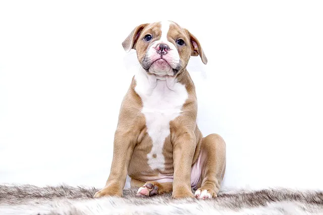242 Animal Hospital Picture 6