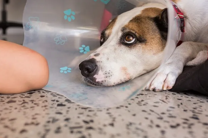 242 Animal Hospital Picture 10