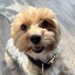 Animal Hospital of the Woodlands