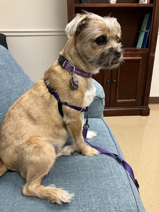 Animal Hospital of the Woodlands Picture 5