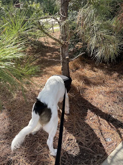 Animal Hospital of the Woodlands Picture 7