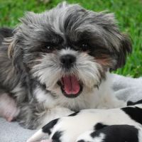 Bear Branch Animal Hospital ico