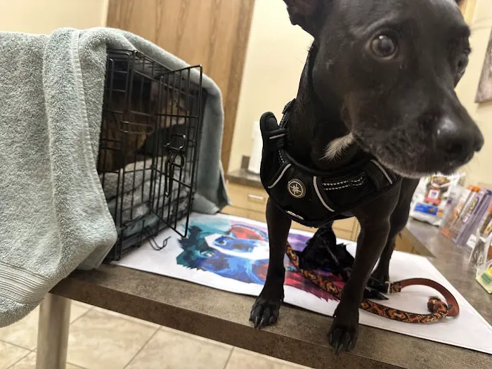Bear Branch Animal Hospital Picture 9