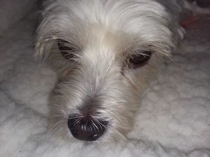 Banfield Pet Hospital Picture 7