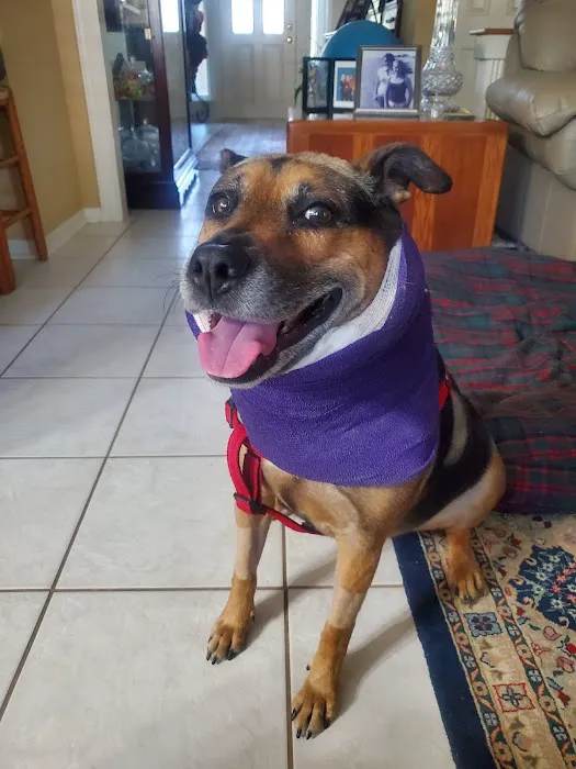 Animal Clinics Of The Woodlands - Alden Bridge Picture 6