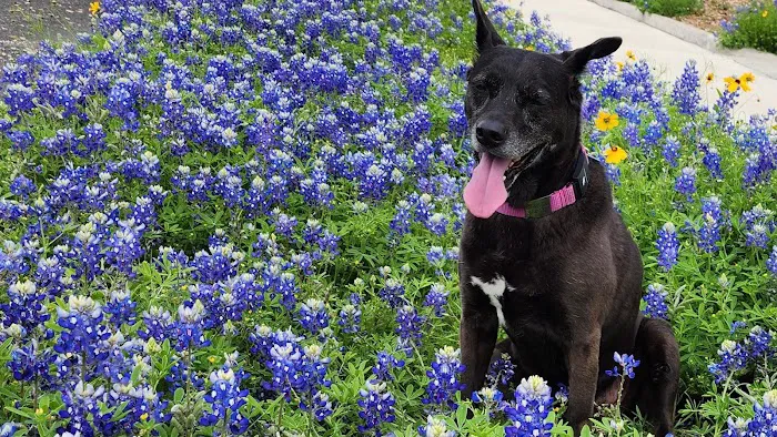 Houston Mobile Veterinary Surgery Picture 1