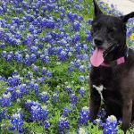 Houston Mobile Veterinary Surgery