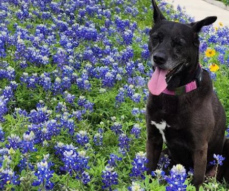Houston Mobile Veterinary Surgery
