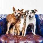Banfield Pet Hospital