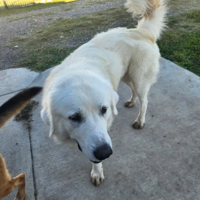 Lone Star Animal Hospital Picture 1