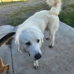 Lone Star Animal Hospital