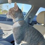 Texas City Animal Hospital