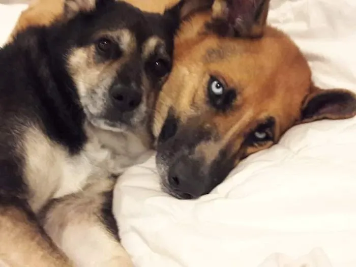Texas City Animal Hospital Picture 6