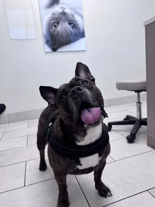 Folsom Ranch Veterinary Hospital and Urgent Care Picture 4