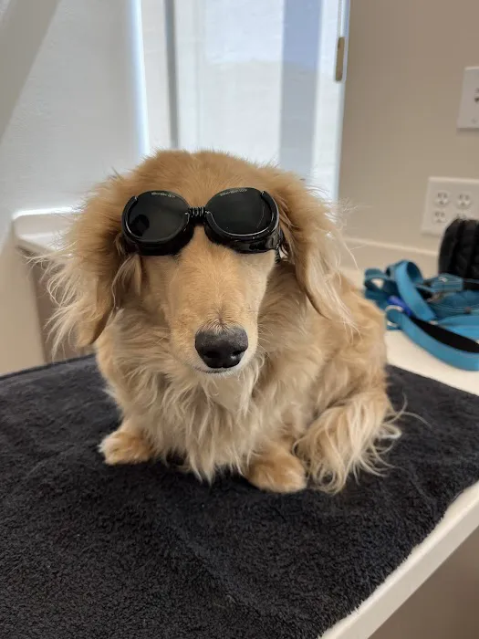Folsom Ranch Veterinary Hospital and Urgent Care Picture 5