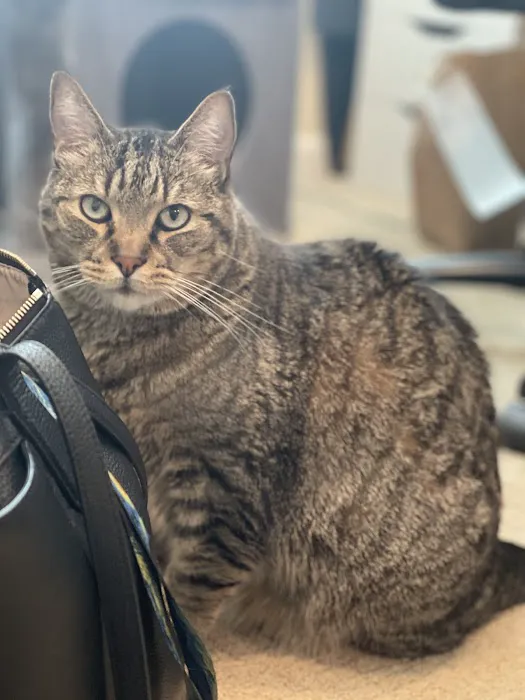 Folsom Ranch Veterinary Hospital and Urgent Care Picture 10