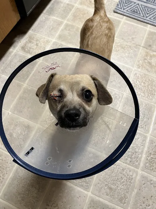 Insight Veterinary Wellness Center Picture 5
