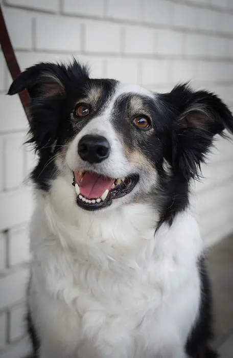 Insight Veterinary Wellness Center Picture 7