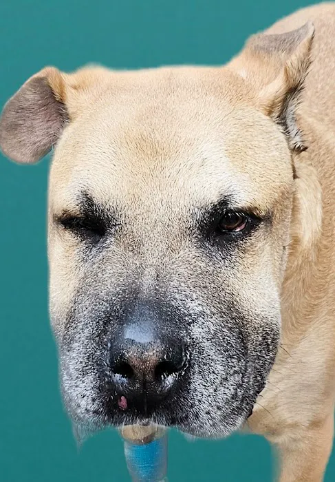 Veterinary Urgent Care & Surgery Center Picture 5