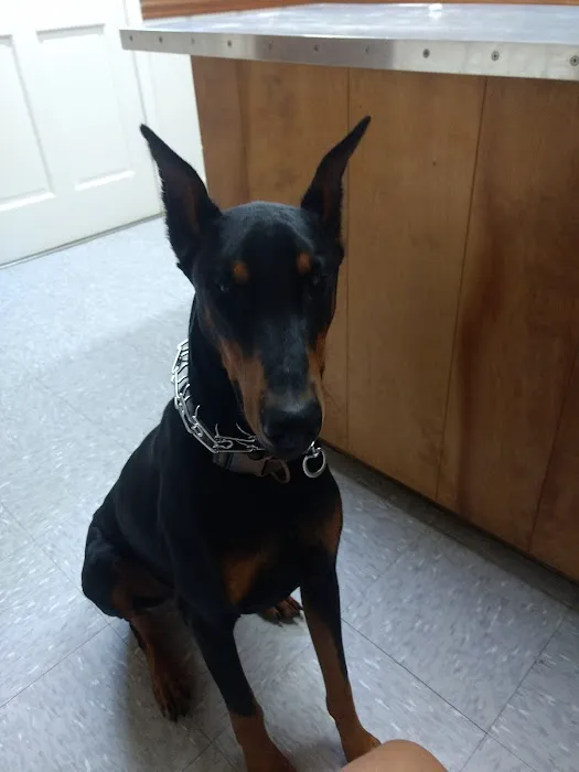 Moyock Animal Hospital Inc Picture 3
