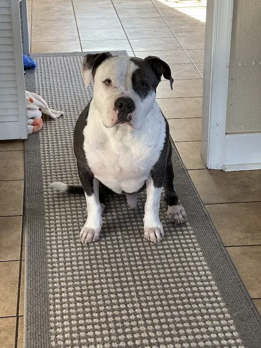 Moyock Animal Hospital Inc Picture 5