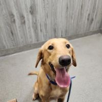 Ivor Veterinary Clinic ico