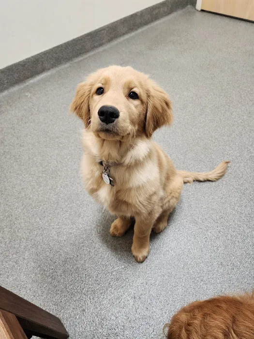 Ivor Veterinary Clinic Picture 5