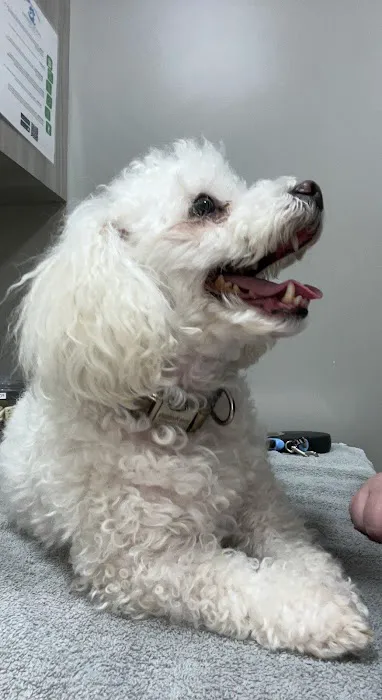 Ivor Veterinary Clinic Picture 6