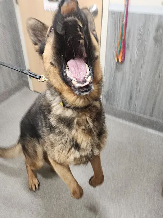 Ivor Veterinary Clinic Picture 7