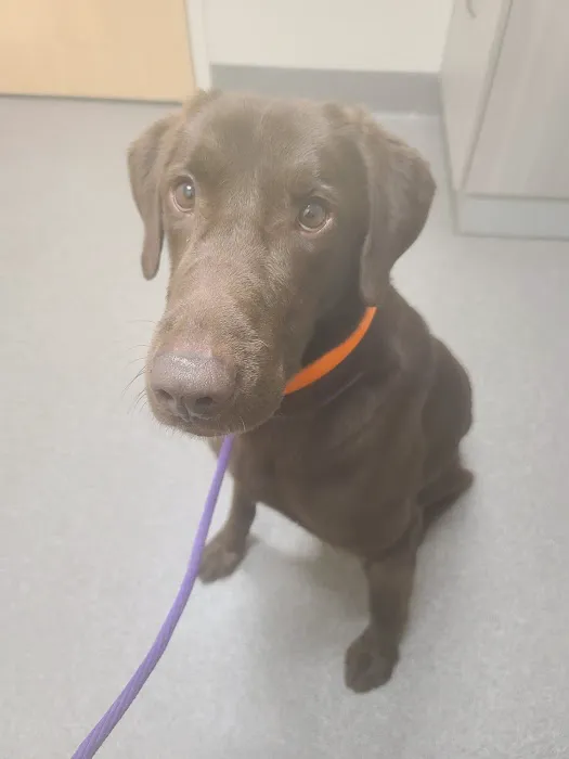 Ivor Veterinary Clinic Picture 10