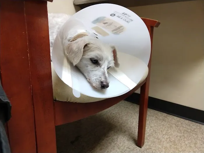 East Valley Veterinary Clinic Picture 8