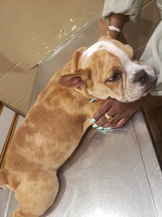 Holiday Humane Society Clinic Picture 7