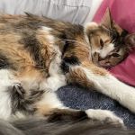 Van Nuys Veterinary Clinic